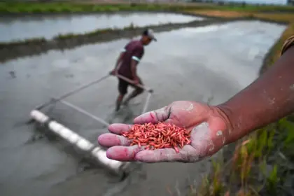 Petani menunjukkan bulir bibit padi yang telah diwarnai yang akan ditanam dengan pipa tanam di Desa Porame, Sigi, Sulawesi Tengah, Senin (10/11/2024). Meskipun sebagan besar petani di wilayah itu masih mempertahankan sisten tanam padi tradisional tanpa persemaian bibit, namun mereka telah mengembangkan teknologi tanam padi sederhana dengan memanfaatkan pipa paralon yang diberi beberapa lubang kecil untuk menebar bibit padi dan terbukti menghemat waktu penanaman hingga 17 kali lebih cepat dari cara manual atau konvensional. (©bmzIMAGES/Basri Marzuki)