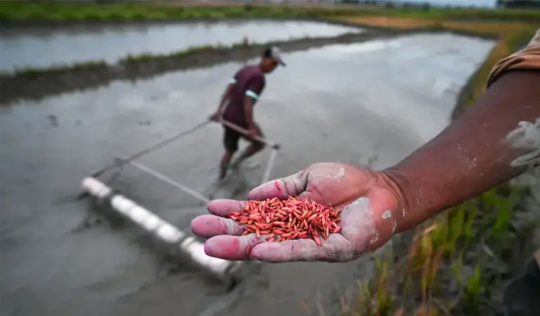 Petani menunjukkan bulir bibit padi yang telah diwarnai yang akan ditanam dengan pipa tanam di Desa Porame, Sigi, Sulawesi Tengah, Senin (10/11/2024). Meskipun sebagan besar petani di wilayah itu masih mempertahankan sisten tanam padi tradisional tanpa persemaian bibit, namun mereka telah mengembangkan teknologi tanam padi sederhana dengan memanfaatkan pipa paralon yang diberi beberapa lubang kecil untuk menebar bibit padi dan terbukti menghemat waktu penanaman hingga 17 kali lebih cepat dari cara manual atau konvensional. (©bmzIMAGES/Basri Marzuki)