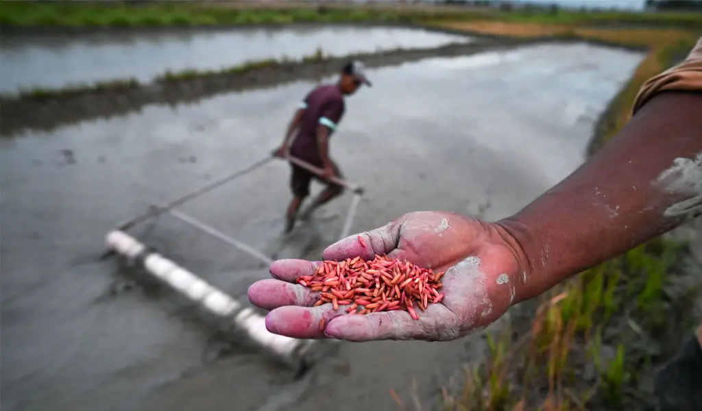 Porame, Inovasi di Tengah Tradisi Sawah