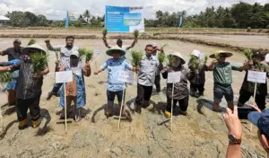 PT Vale dan Pemkab Kolaka Tanam Demplot Padi Berkelanjutan di Tiga Desa