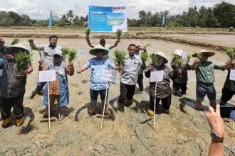 Bupati Kolaka bersama pejabat Kementan dan Pt Vale pada penanaman padi di Kolaka, Sultra. (©PT Vale Indonesia)