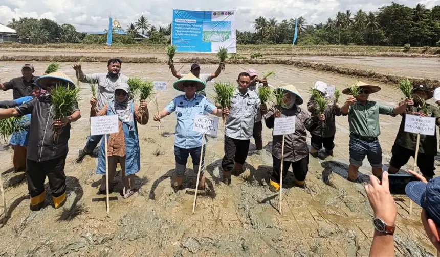 Bupati Kolaka bersama pejabat Kementan dan Pt Vale pada penanaman padi di Kolaka, Sultra. (©PT Vale Indonesia)