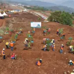 Penanaman pohon serentak di area reklamasi Gabriella Hills PT Vale Indonesia di Blok IGP Morowali, Jumat (28/11/2025). (©PT Vale Indonesia)