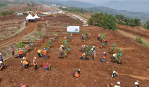 PT Vale Gelar Penanaman Pohon Serentak di Seluruh Wilayah Operasional