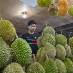 Pedagang menata buah durian di lapak penjualan buah durian di Palu, Sulawesi Tengah, Sabtu (27/12/2025). (©bmzIMAGES/Basri Marzuki)