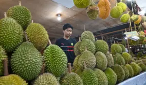 Apdurin Targetkan Ekspor Durian Sulteng Capai Rp1 Triliun pada 2026