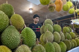 Pedagang menata buah durian di lapak penjualan buah durian di Palu, Sulawesi Tengah, Sabtu (27/12/2025). (©bmzIMAGES/Basri Marzuki)