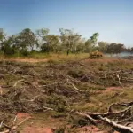 Ilustrasi (©MapBiomas Alerta)