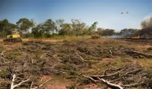 MapBiomas Indonesia Luncurkan Sistem Validasi Deforestasi Berbasis Satelit