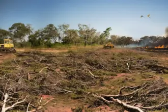 Ilustrasi (©MapBiomas Alerta)