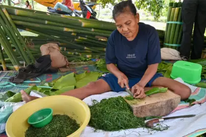 Pedagang mengiris daun Pangi untuk dijual sebagai bahan makanan tradisional perayaan Natal dan Tahun Baru di Pasar Kaget Nunu, Palu, Selasa (23/12/2025). (©bmzIMAGES/Basri Marzuki)