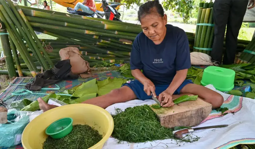 Pedagang mengiris daun Pangi untuk dijual sebagai bahan makanan tradisional perayaan Natal dan Tahun Baru di Pasar Kaget Nunu, Palu, Selasa (23/12/2025). (©bmzIMAGES/Basri Marzuki)