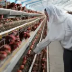 Wawali Kota Palu Imelda mengecek ayam-ayam petelur di salaha satu peternakan di Layana, Palu, Jumat (5/12/2025). (©Prokopim Setda Kota Palu/Jufri)