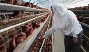 Wawali Palu Sidak Distributor Telur, Pastikan Stabilitas Pasokan Jelang Nataru