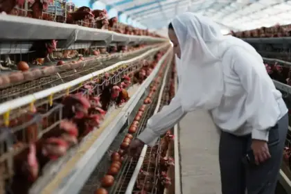 Wawali Kota Palu Imelda mengecek ayam-ayam petelur di salaha satu peternakan di Layana, Palu, Jumat (5/12/2025). (©Prokopim Setda Kota Palu/Jufri)