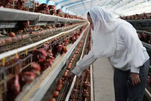 Wawali Kota Palu Imelda mengecek ayam-ayam petelur di salaha satu peternakan di Layana, Palu, Jumat (5/12/2025). (©Prokopim Setda Kota Palu/Jufri)