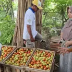 Wawali Imelda berdialog dengan petani saat meninjau pertanian tomat di Boyasoge, Palu, Jumat (5/12/2025). (©Prokopim Setda Kota Palu/Jufri)