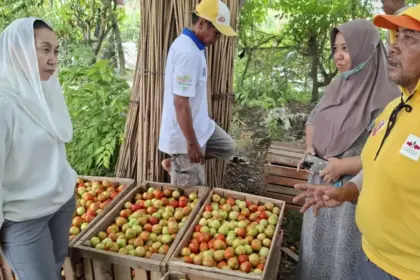 Wawali Imelda berdialog dengan petani saat meninjau pertanian tomat di Boyasoge, Palu, Jumat (5/12/2025). (©Prokopim Setda Kota Palu/Jufri)
