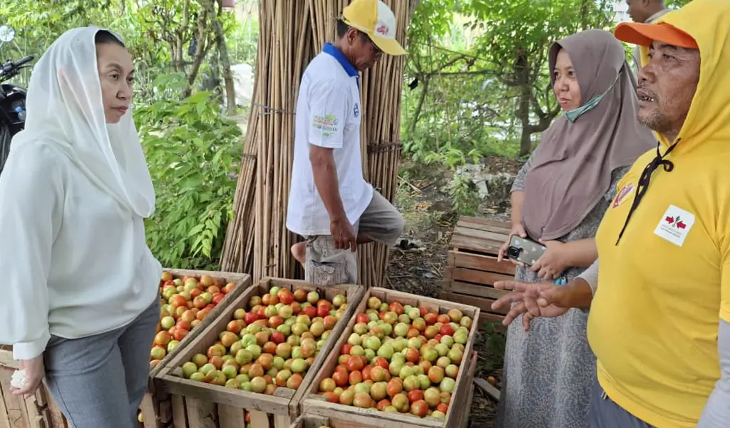 Wawali Imelda berdialog dengan petani saat meninjau pertanian tomat di Boyasoge, Palu, Jumat (5/12/2025). (©Prokopim Setda Kota Palu/Jufri)