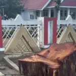 Sisa batang pohon yang telah ditebang di depan Rujab Gubernur Sulteng Jalan Prof Moh Yamin Palu, Jumat (19/12/2025). (©karebasulteng.id)