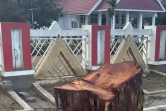 Sisa batang pohon yang telah ditebang di depan Rujab Gubernur Sulteng Jalan Prof Moh Yamin Palu, Jumat (19/12/2025). (©karebasulteng.id)