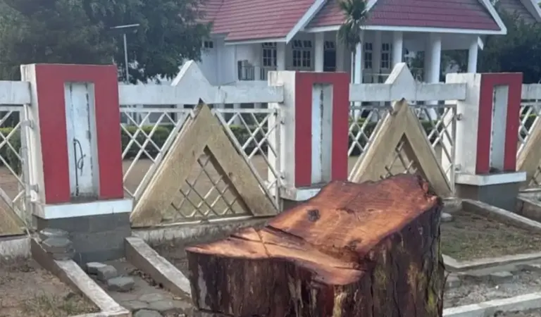 Sisa batang pohon yang telah ditebang di depan Rujab Gubernur Sulteng Jalan Prof Moh Yamin Palu, Jumat (19/12/2025). (©karebasulteng.id)
