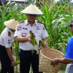 Kakanwil Ditjenpas Sulteng Bagus Kurniawan memanen jagung di Kebun Sarana Asimiliasi dan Edukasi Lapas Kelas IIA Palu di Desa Langaleso, Sigi, Kamis (15/1/2026). (©Humas Ditjenpas Sulteng)