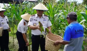 Ditjenpas Sulteng Panen, Hasil Penjualan untuk Korban Bencana Sumatera