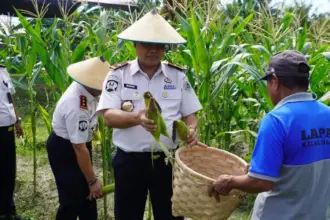 Kakanwil Ditjenpas Sulteng Bagus Kurniawan memanen jagung di Kebun Sarana Asimiliasi dan Edukasi Lapas Kelas IIA Palu di Desa Langaleso, Sigi, Kamis (15/1/2026). (©Humas Ditjenpas Sulteng)