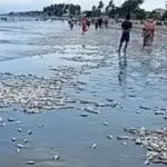 Ikan mati terdampar di pantai Buol, Sabtu (17/1/2026). (©Tangkapan layar/Manase Limpong Lin)