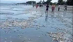 Pemkab Buol Pastikan Ikan Mati Terdampar Bukan Akibat Bahan Berbahaya