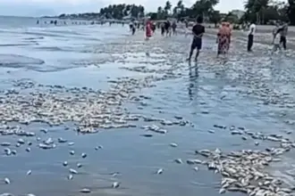 Ikan mati terdampar di pantai Buol, Sabtu (17/1/2026). (©Tangkapan layar/Manase Limpong Lin)