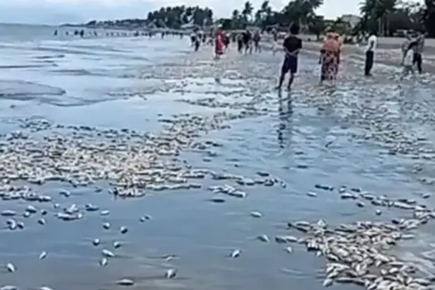 Ikan mati terdampar di pantai Buol, Sabtu (17/1/2026). (©Tangkapan layar/Manase Limpong Lin)