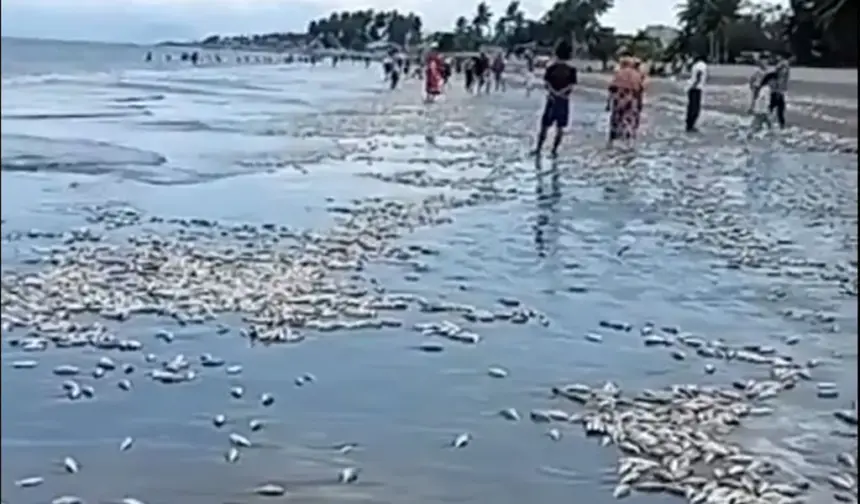 Ikan mati terdampar di pantai Buol, Sabtu (17/1/2026). (©Tangkapan layar/Manase Limpong Lin)