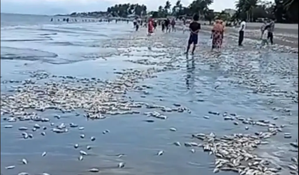 Ikan mati terdampar di pantai Buol, Sabtu (17/1/2026). (©Tangkapan layar/Manase Limpong Lin)
