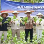 Panen raya serentak warga binaan Lapas Palu di Langaleso, Sigi, Kamis (15/1/2026). (©Prokopim Setda Kota Palu/Yuspi)