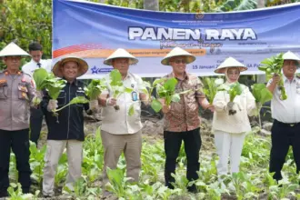 Panen raya serentak warga binaan Lapas Palu di Langaleso, Sigi, Kamis (15/1/2026). (©Prokopim Setda Kota Palu/Yuspi)