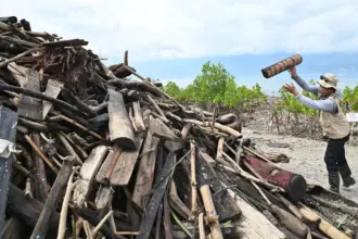 Relawan mengumpulkan sampah potongan kayu pada aksi Beach Clean Up di Pantau Dupa, Layana Indah Palu, Jumat (30/1/2026). (©bmzIMAGES/Basri Marzuki))