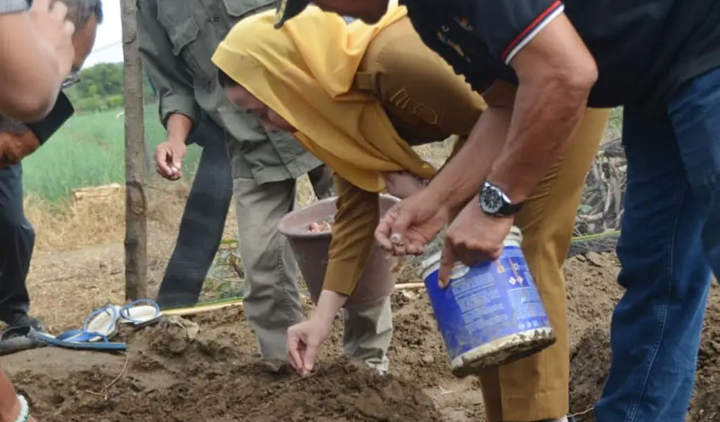 Wawali Imelda Lilianan Muhidin menama bawang merah untuk program pemenuhan kebutuhan lokal di Petobo, Palu, Senin (12/1/2026). (©Prokopim Setda Kota Palu/Imron)