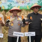 Kapolda Sulteng Irjen Pol Endi Sutendi (kedua kiri) pada panen raya serentak kuartal IV di Palu, Kamis (8/1/2026). (©Humas Polda Sutleng)