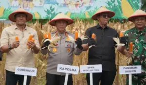 Polda Sulteng Panen 12,5 Ha Jagung Dukung Ketahanan Pangan Nasional