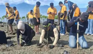 Sutan Raja Hotel Tanam 500 Bibit Mangrove di Pesisir Pantai Mamboro