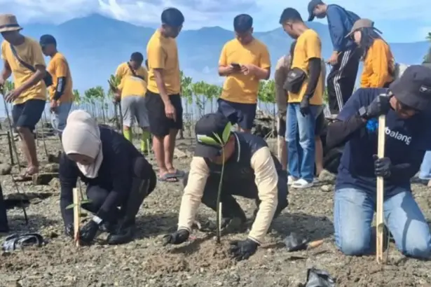 Penanaman mangrove di Pantai Mamboro. (©MAL)