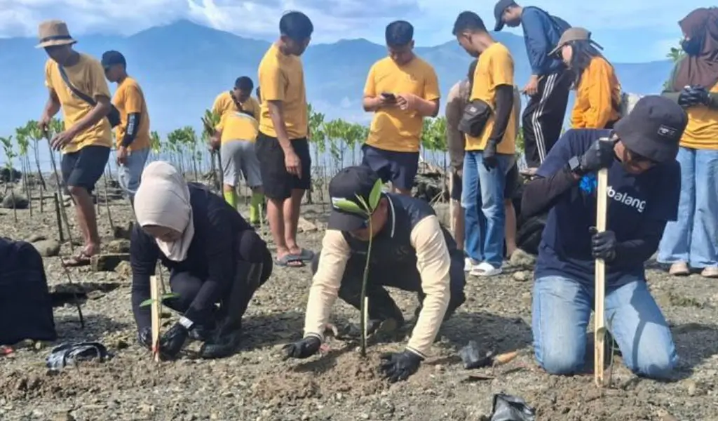 Penanaman mangrove di Pantai Mamboro. (©MAL)