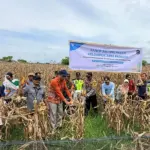 Kelompok tani binaan PT Vale panen jagung di Desa Tondowolio, Kecamatan Tanggetada, Kabupaten Kolaka, Sultra. (©PT Vale Indonesia)