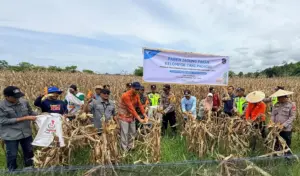 Petani Binaan PT Vale Panen 6-7 Ton Jagung Per Hektare di Desa Tondowolio