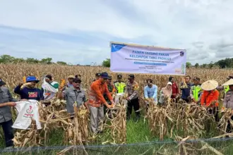 Kelompok tani binaan PT Vale panen jagung di Desa Tondowolio, Kecamatan Tanggetada, Kabupaten Kolaka, Sultra. (©PT Vale Indonesia)