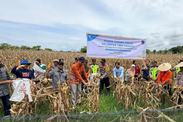 Kelompok tani binaan PT Vale panen jagung di Desa Tondowolio, Kecamatan Tanggetada, Kabupaten Kolaka, Sultra. (©PT Vale Indonesia)