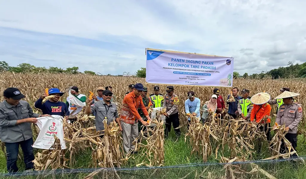 Kelompok tani binaan PT Vale panen jagung di Desa Tondowolio, Kecamatan Tanggetada, Kabupaten Kolaka, Sultra. (©PT Vale Indonesia)