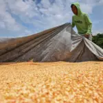 Petani mengumpulkan jagung pipilan usai dijemur di Desa Rarampadende, Sigi, Senin (2/2/2026). (©bmzIMAGES/Basri Marzuki)